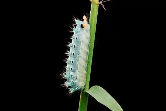 英国研究发现最致命的毛毛虫可能是治疗疾病的良药