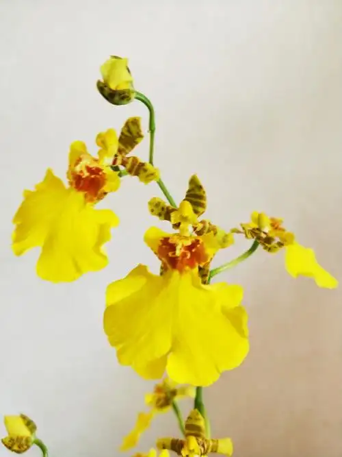 花花草草风情万种跳舞兰手机拍摄