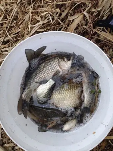 春节前后野钓收获满满 - 钓鱼之家