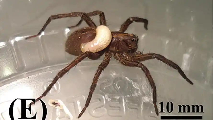 狼蛛被蛛蜂幼体寄生吞食全过程_哔哩哔哩_bilibili