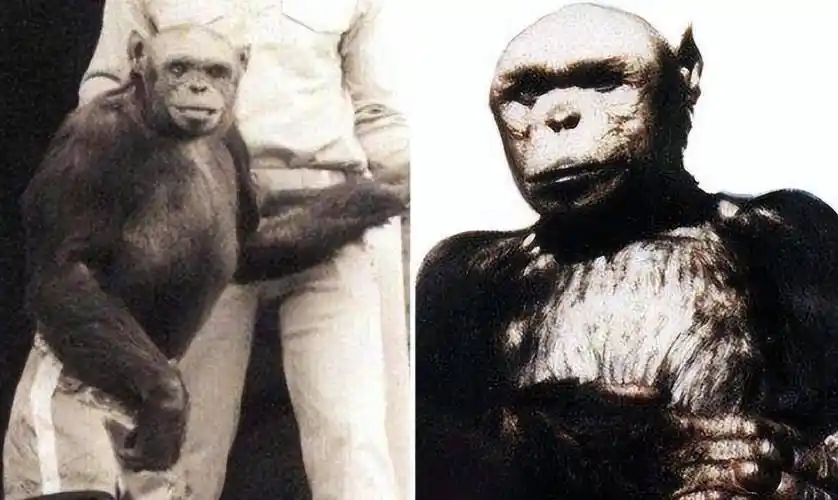 猿人是怎么繁殖后代(人类和猿能杂交产生后代)