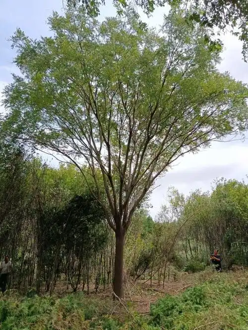 国槐杆径胸径(1.