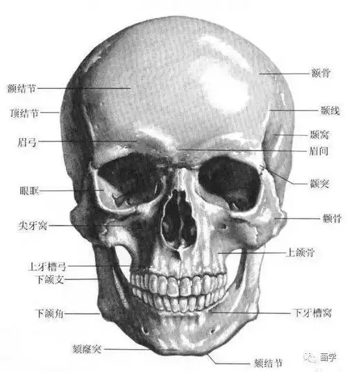 我们需要充分了解人体头骨部分的结构和体积,才能对为何此处画阴影