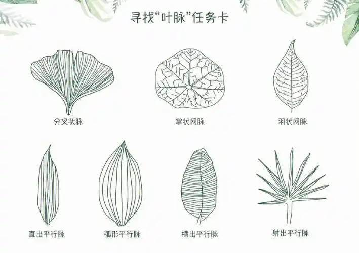 自然美育之寻找叶形叶脉任务卡