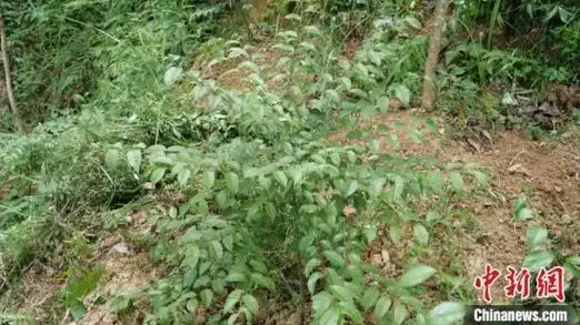 福建清流县何以成为中国岗梅之乡