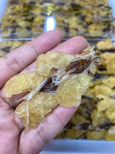 东北长白山雪蛤25克泡发40倍雪蛤油膏林蛙油女性滋补净度高药房直