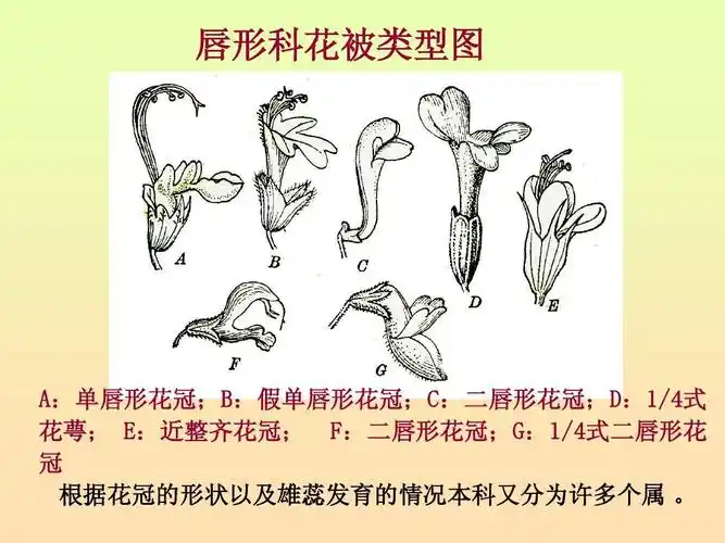 药用植物学-合瓣花亚纲:马鞭草,唇形科ppt
