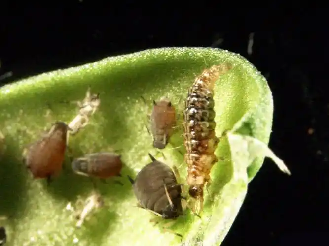 从小就仙气飘飘,长大更是能力出众,优雅高手大草蛉_幼虫_昆虫_刊名