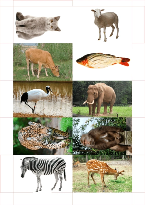 无忧文档 所有分类 幼儿教育 幼儿读物 宝宝识图卡片 第3页 (共5页