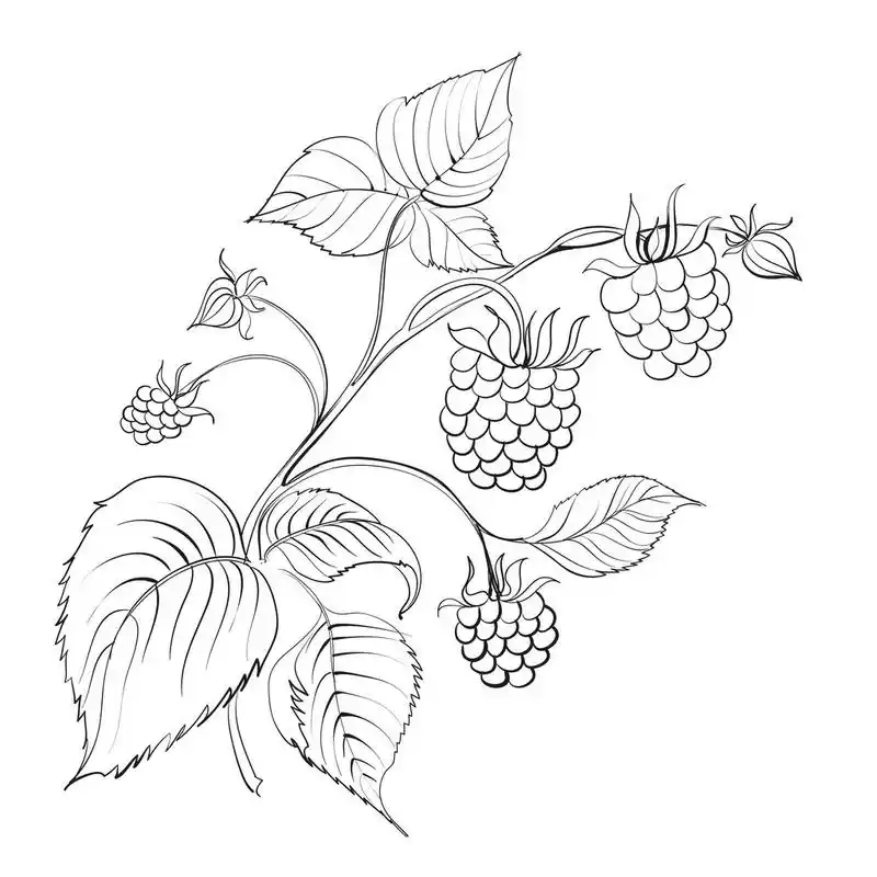 覆盆子分支,与成熟莓果在白色孤立的覆盆子分支.矢量插画.