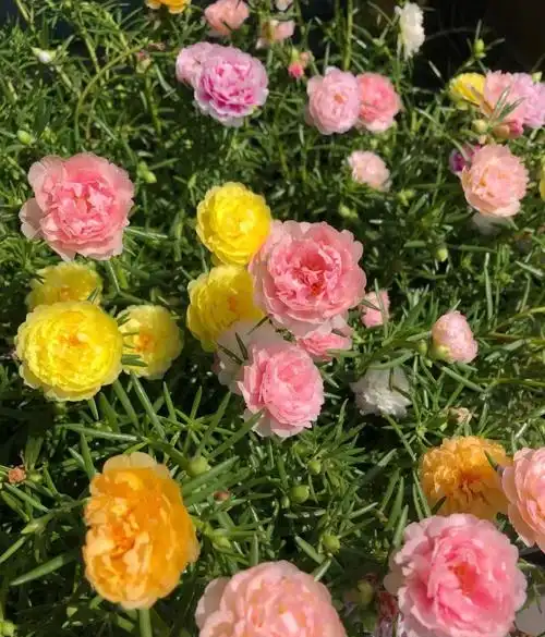 死不了的重瓣太阳花,属于夏天的开花机器