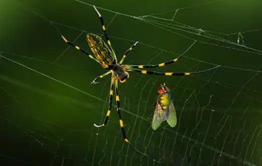 蜘蛛是昆虫吗正确答案为什么不是昆虫