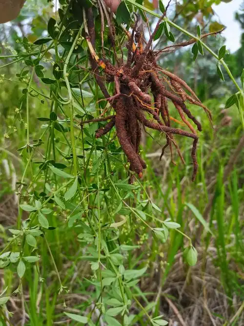 云南茜草(小红参)