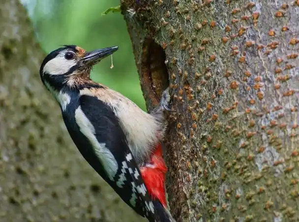 啄木鸟为什么喜欢啄木头,啄木鸟是益鸟还是害鸟(啄木鸟为什么要不停地