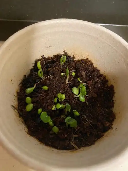 大概是勿忘我 向日葵 还有一个白色的花 还有一些自己在超市买的种子