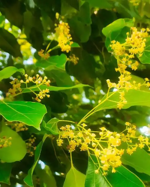香樟花开 文/图/郑彦芹