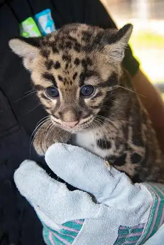 这些猎豹,云豹幼崽或能在新冠大流行期间治愈你_动物园