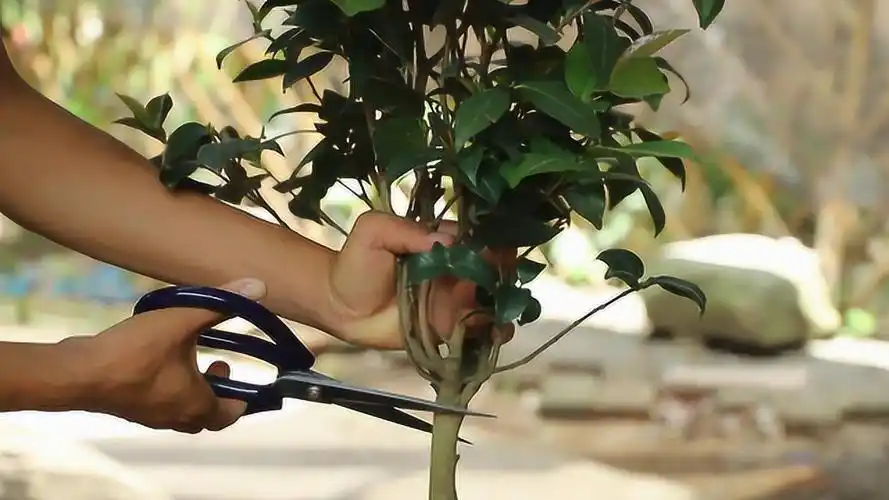 大枝条茶花扦插用这种方法生根快多了