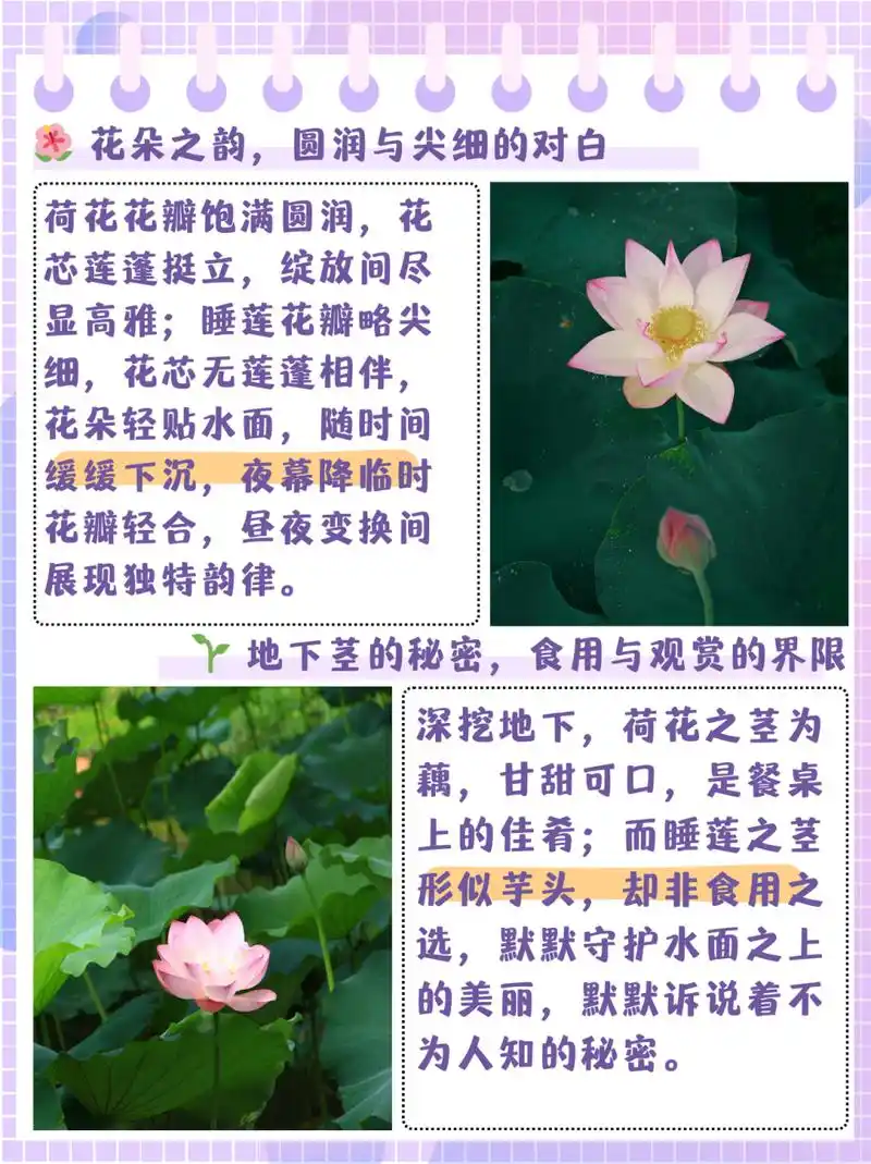 睡莲和荷花的区别  夏日炎炎又是到了看荷花的季节,所谓荷花睡莲你