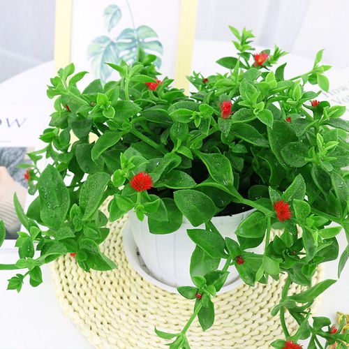 牡丹吊兰盆栽绿植花卉植物室内阳台开花观赏空气净化