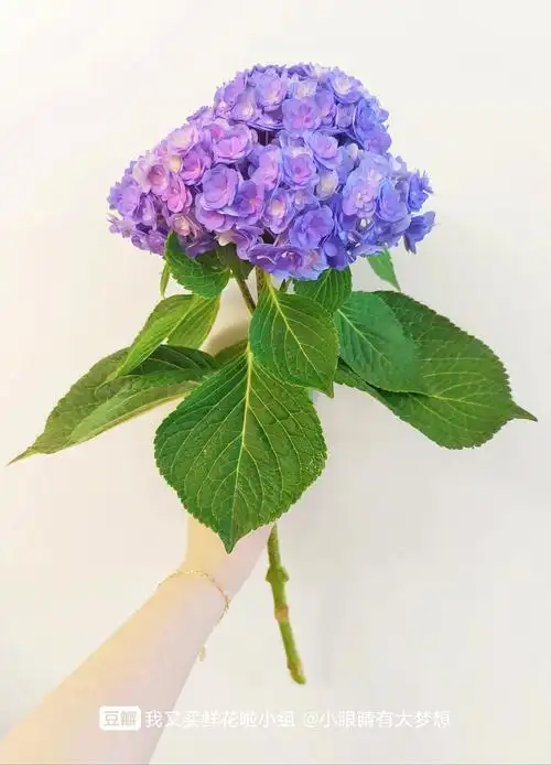 重瓣绣球太漂亮啦还很持久