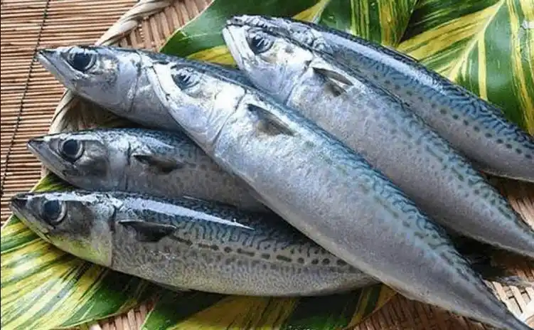 山东寻渔记|十大最受欢迎海鱼有这些!_美食料理_文章_菜丁网