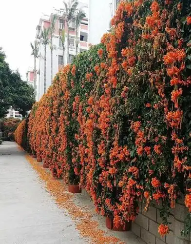 图 | 懿我怎么这么可爱 球兰 养在屋里养棵爱爬墙的