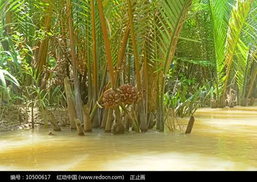 越南九龙江的水椰子树果实