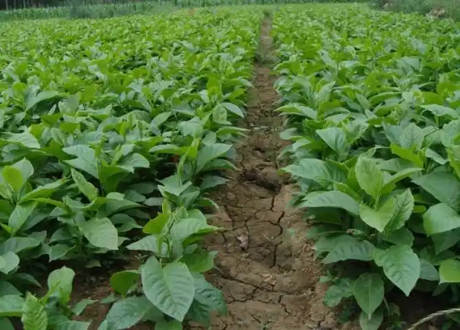 茯苓- 热门商品专区