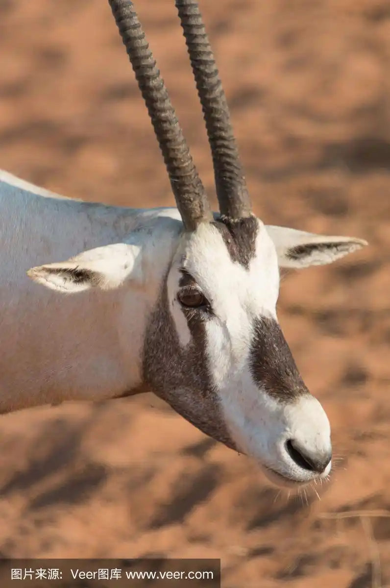 日出后沙漠中的阿拉伯大羚羊(白羚羊).