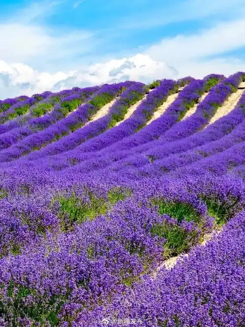 新疆伊犁是中国薰衣草之乡,仲夏六月,漫山遍野的紫色花海.