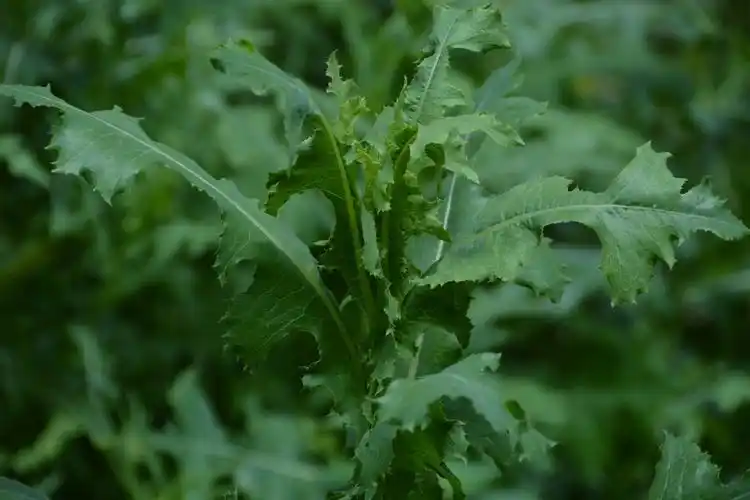 野莴苣也叫毒莴苣原创拍摄