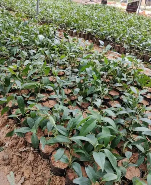 黑老虎怎样育苗和播种?其种子多久可以出芽?