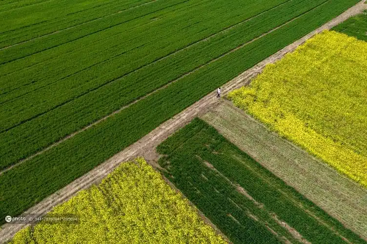 独家春天的田野麦田和油菜花田