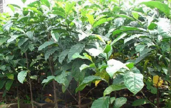 龙胆树的生长习性