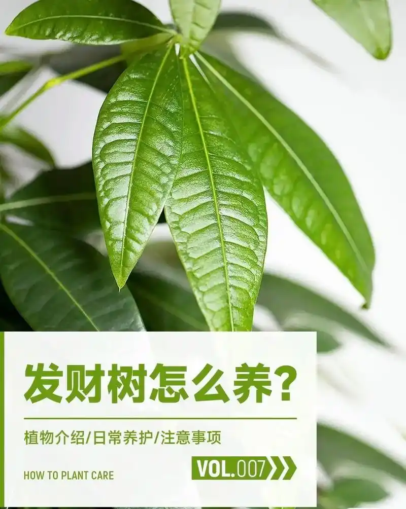 发财树怎么养.每天一种花草养护知识」发财树名:发财树/pac - 抖音