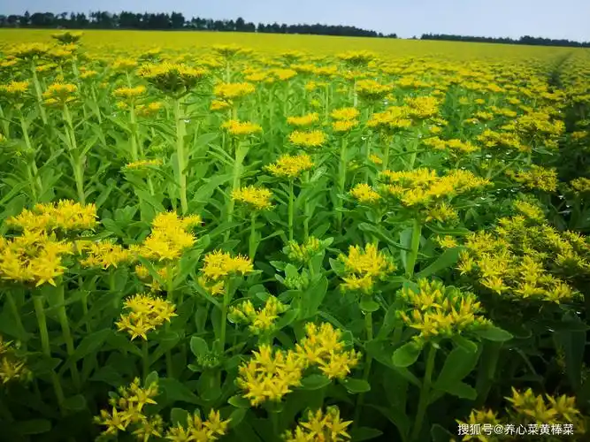 乡村振兴之养心菜种植图集
