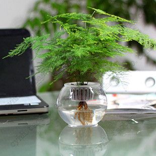 盆栽室内花卉文竹苗 水培文竹苗 花卉盆景 3年壮苗 不含盆