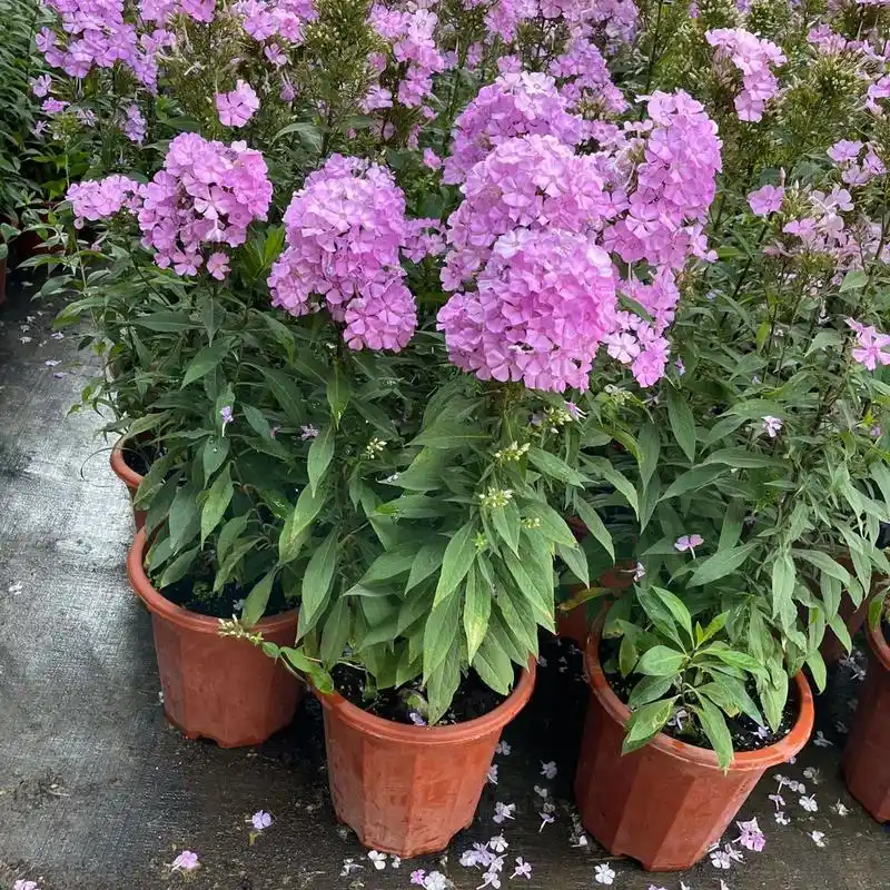 福禄考篇94|北方花友的福音:宿根福禄考 宿根福禄考寓意吉祥福禄,是