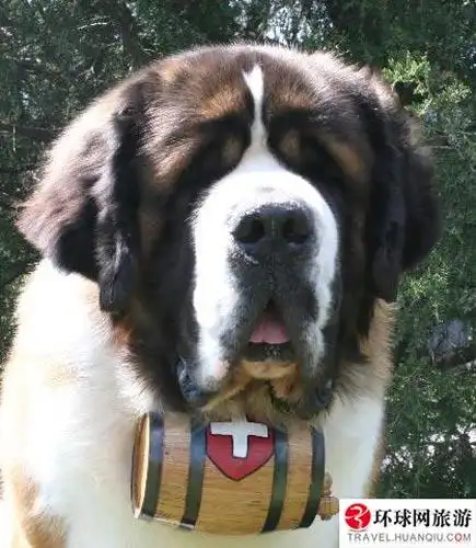 瑞士国宝圣贝尔纳狗脖上总挂小酒桶2