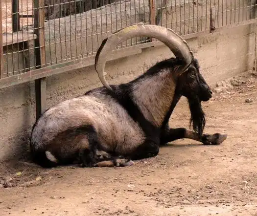 p>野山羊(学名: i>capra aegagrus /i>):是