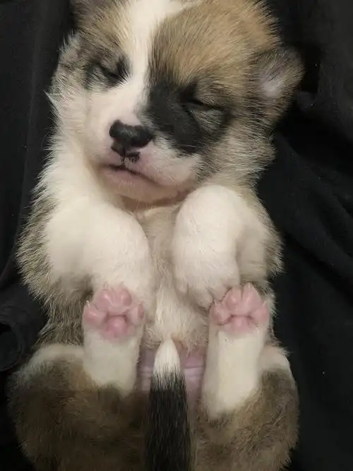 柯基混血小奶汪低偿领养坐标福建