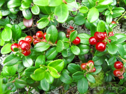 这是什么果子,有谁知道名字?