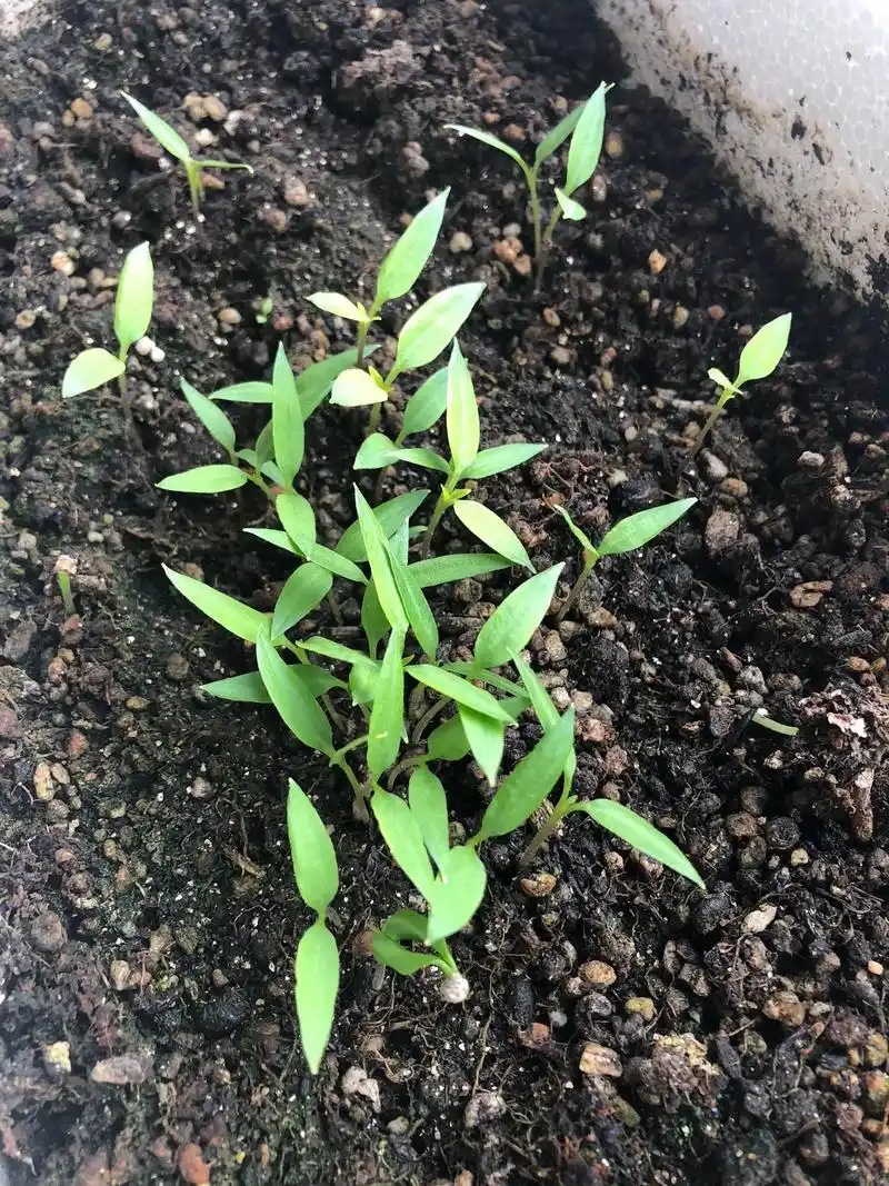 今年新种的辣椒发芽,出土了,去年的辣椒落叶枯萎被 - 抖音