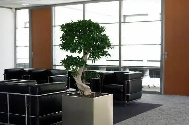 办公室盆景植物装修图片效果图大全