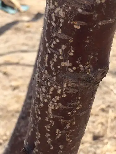 请问大家用啥药zhe治这虫是樱桃树上的