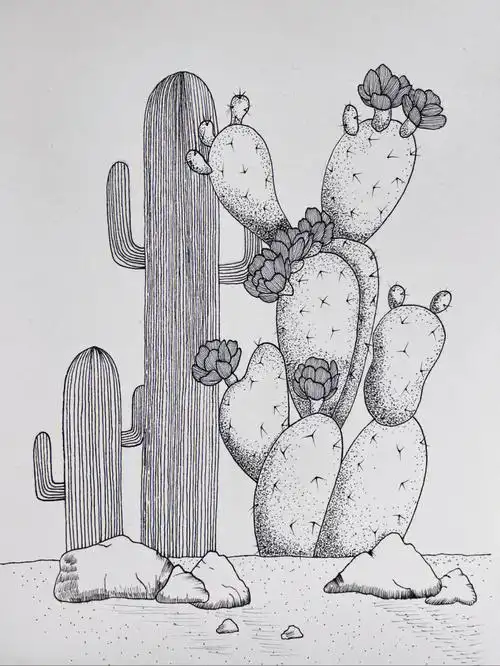 no53黑白装饰画针管笔手绘练习沙生植物