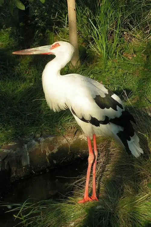【鸟类百科】鹤形目(部分图赏)
