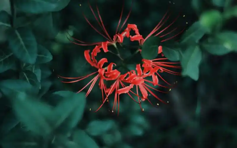 唯美护眼彼岸花图片桌面壁纸