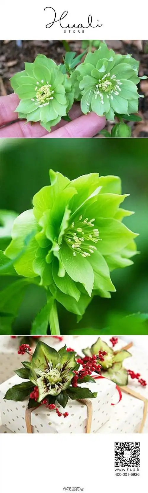 每日花开#三月五日——绿菟葵(green hellebore).花语:刺(sharp).
